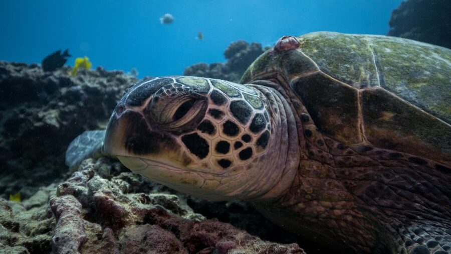 Oahu: Honolulu Turtle Canyon Snorkeling Tour - The second water stop may be less useful for snorkelers