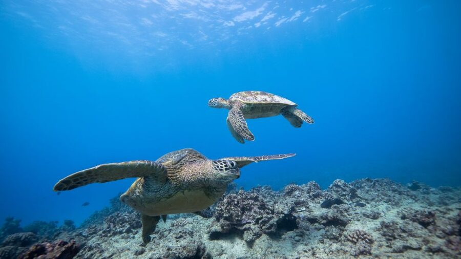 Oahu: Honolulu Turtle Canyon Snorkeling Tour - Who gets the best value from this trip?
