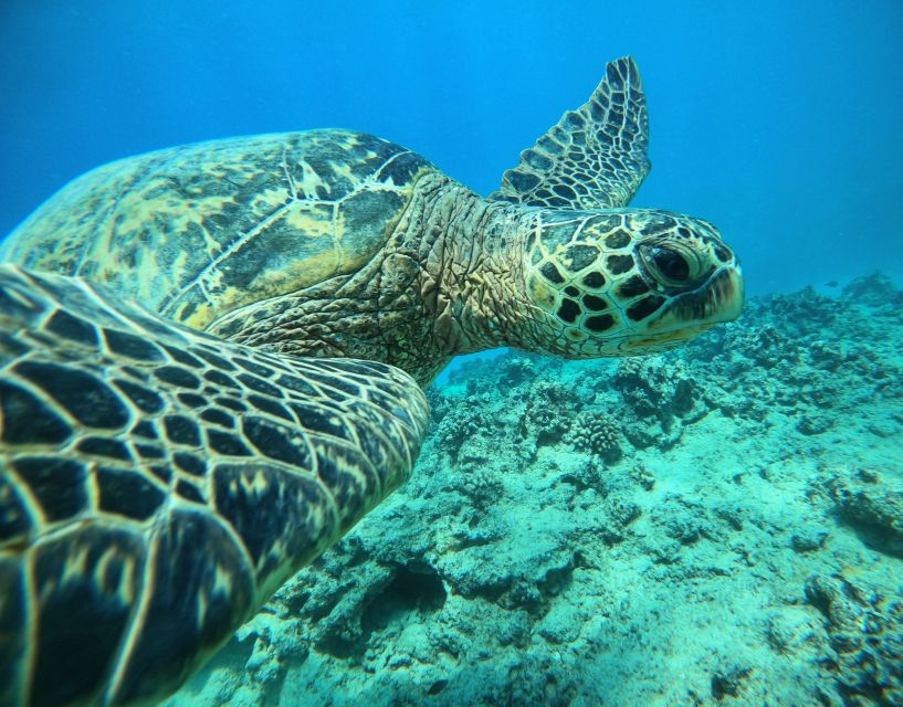 Oahu: Honolulu Turtle Canyon Snorkeling Tour - First stop: getting comfortable over the reef