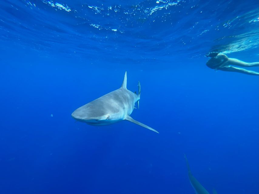 Oahu: North Shore Cageless Shark Snorkeling Tour - Key points to know before you book