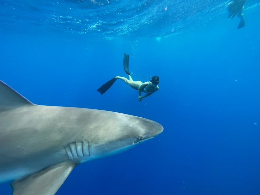 Oahu: North Shore Cageless Shark Snorkeling Tour - Meeting the crew at Island View Hawaii in Haleiwa
