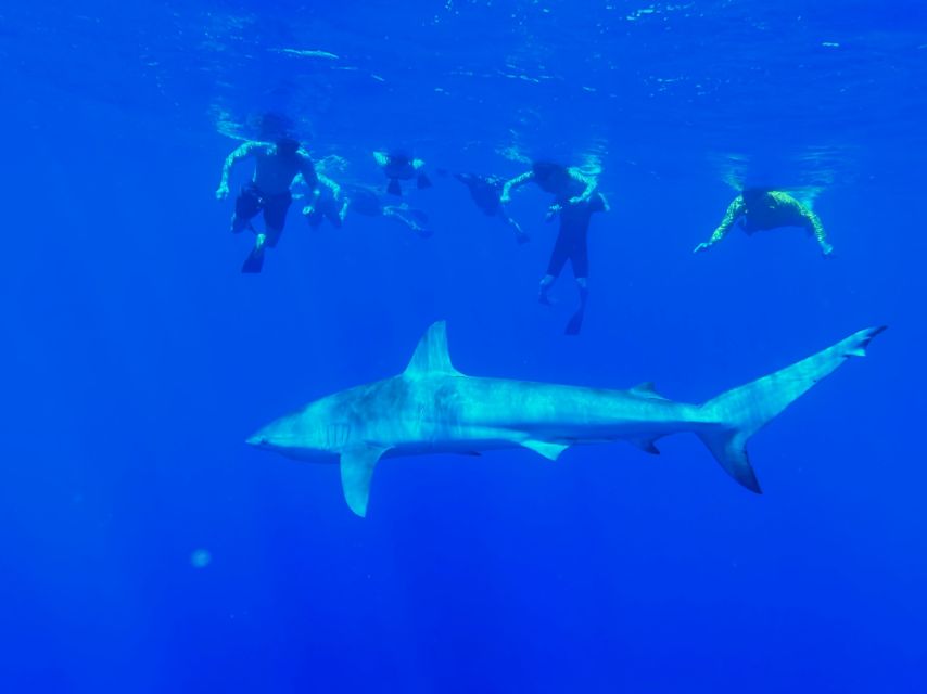 Oahu: North Shore Cageless Shark Snorkeling Tour - Entering water that may be 250 feet deep