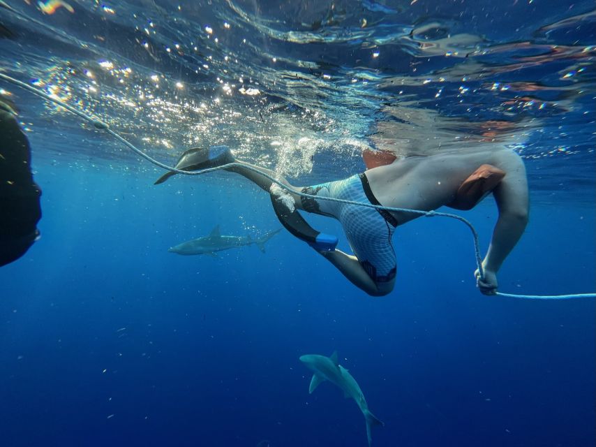 Oahu: North Shore Cageless Shark Snorkeling Tour - Watching sandbar and Galapagos sharks in the wild