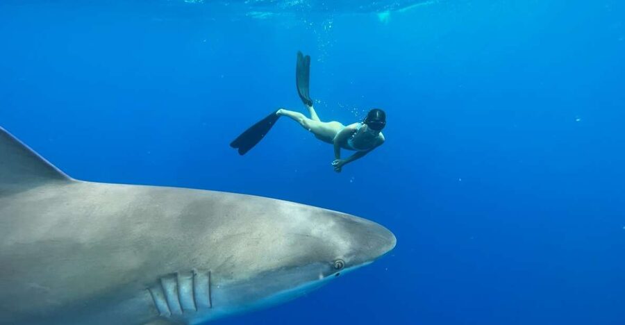 Oahu: North Shore Cageless Shark Snorkeling Tour - Turtles, fish, dolphins, and seasonal possibilities