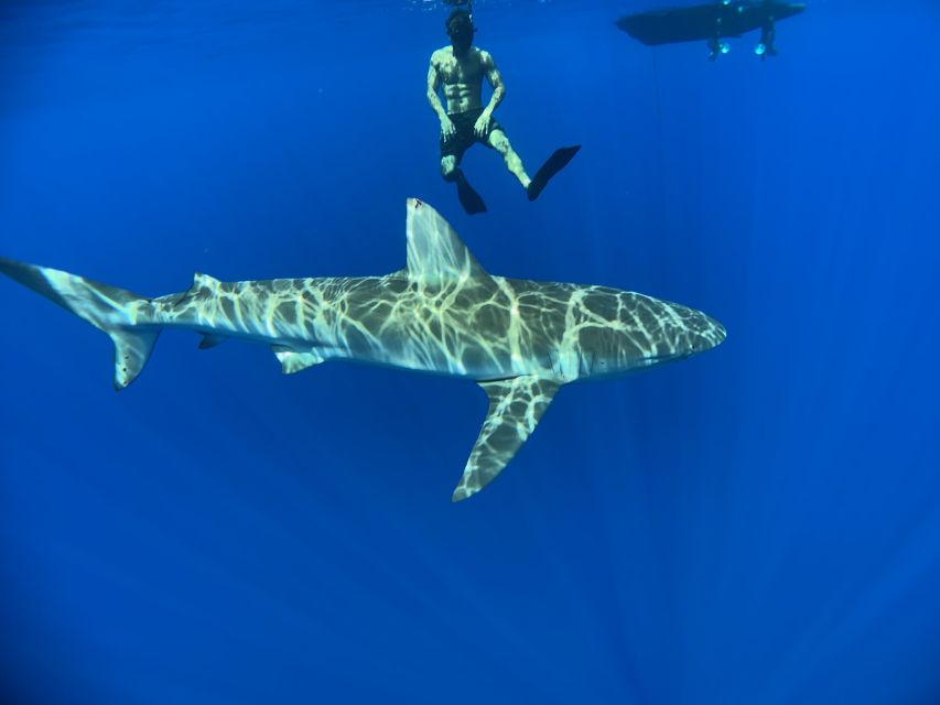 Oahu: North Shore Cageless Shark Snorkeling Tour - Why a group of eight makes a difference