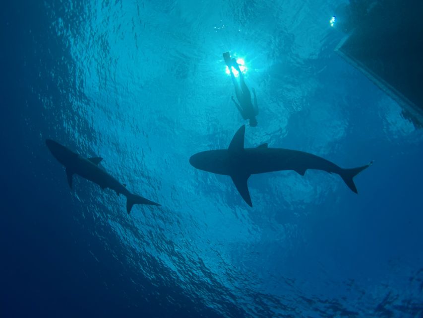Oahu: North Shore Cageless Shark Snorkeling Tour - The boat ride to the shark grounds