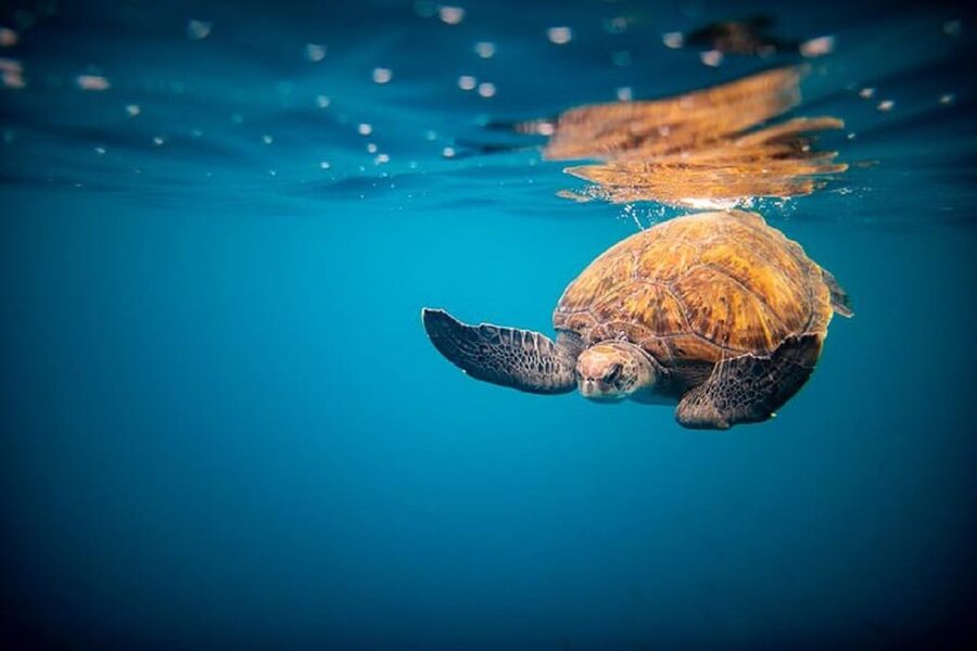Oahu: North Shore Snorkeling Tour from Haleiwa - Who will enjoy this North Shore trip most
