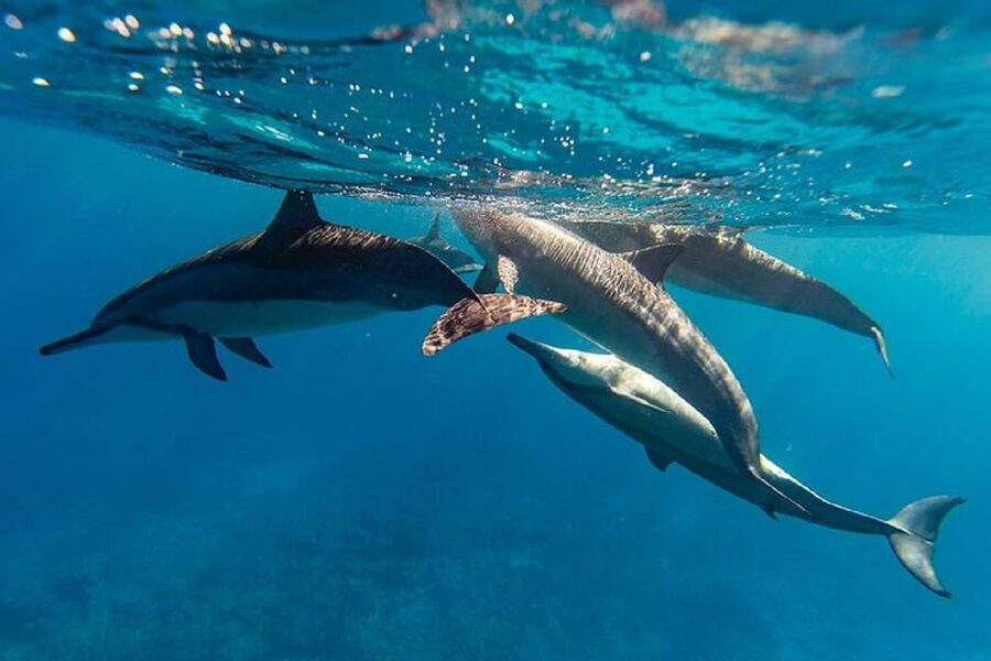 Oahu: North Shore Snorkeling Tour from Haleiwa - Should you book the Rambo II snorkeling tour?
