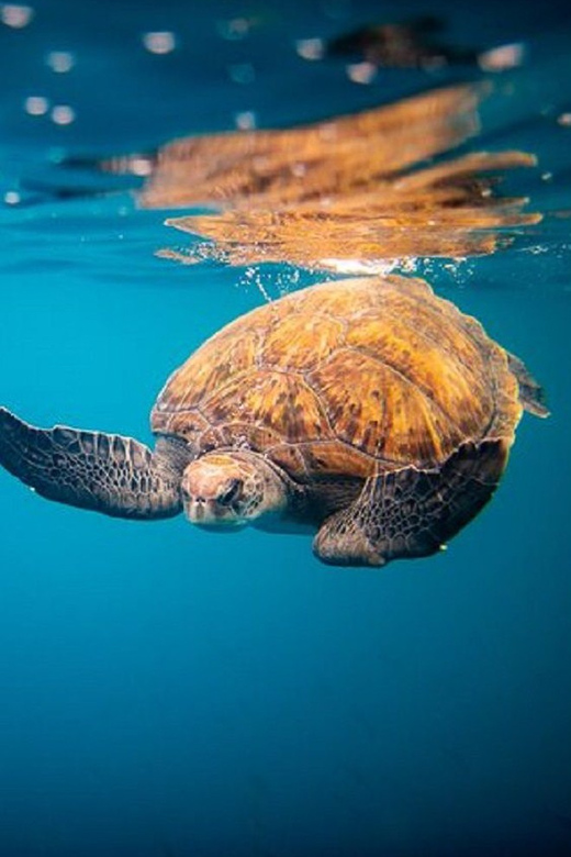 Oahu: North Shore Snorkeling Tour from Haleiwa - The fast run toward Waimea Bay