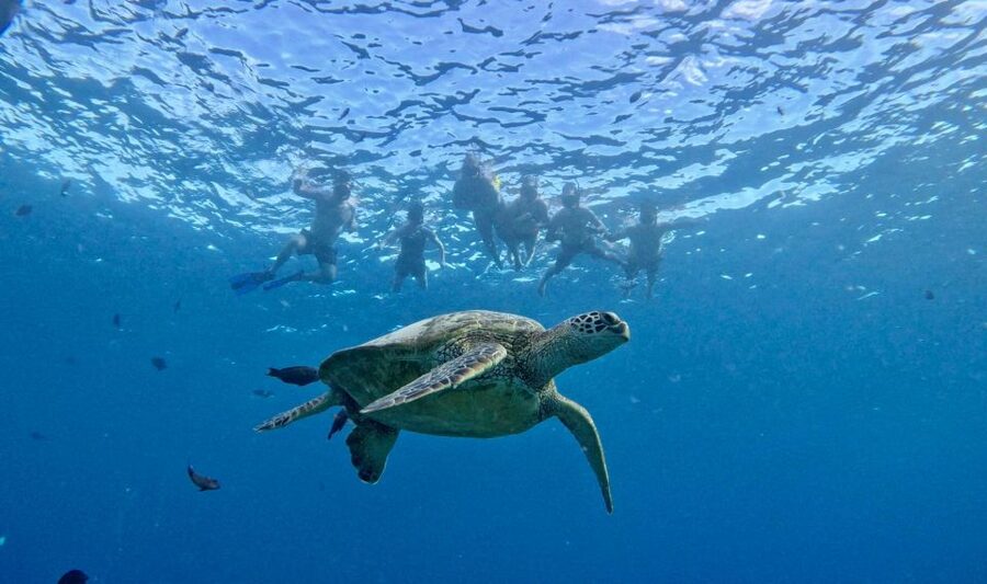 Oahu: Private Turtle Snorkeling with Customizable Itinerary - What the private boat adds