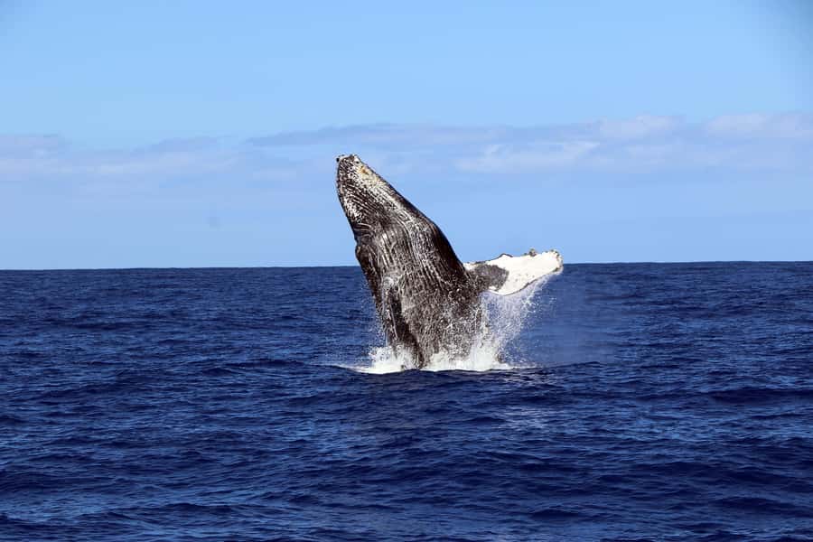 Oahu: Snorkeling & Dolphin Watch Cruise w/ Luau Style Buffet - Should you book the Ocean Joy cruise?