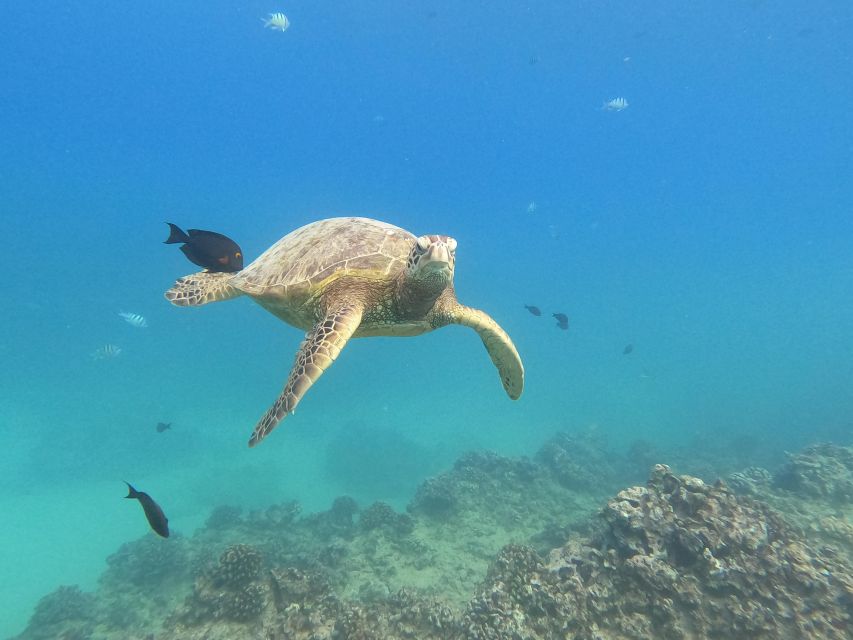 Oahu Snorkeling with Turtles, Water Scooter, Paddleboard - Is $120 a fair price?
