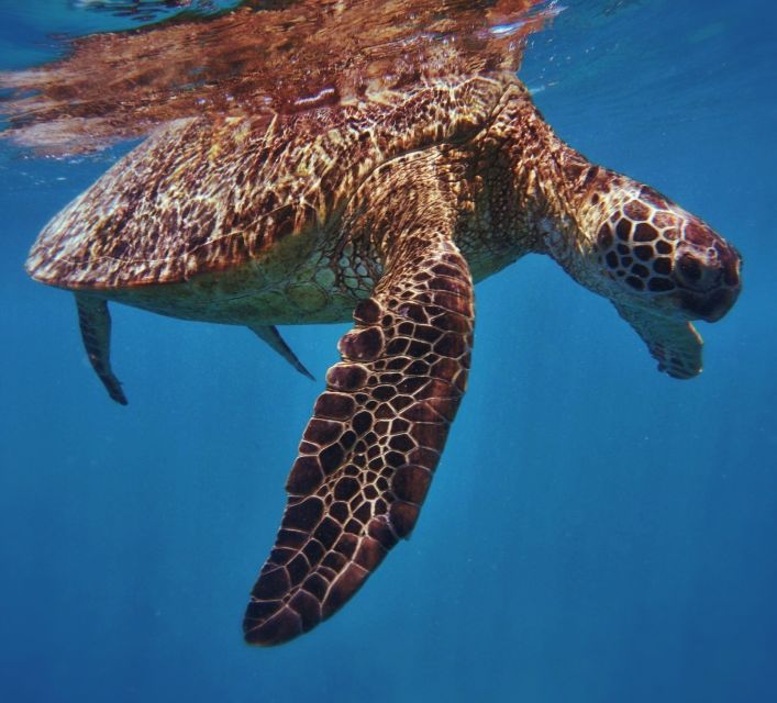 Oahu: Turtle Canyon Snorkeling Boat Tour - Reaching Turtle Canyon from Honolulu