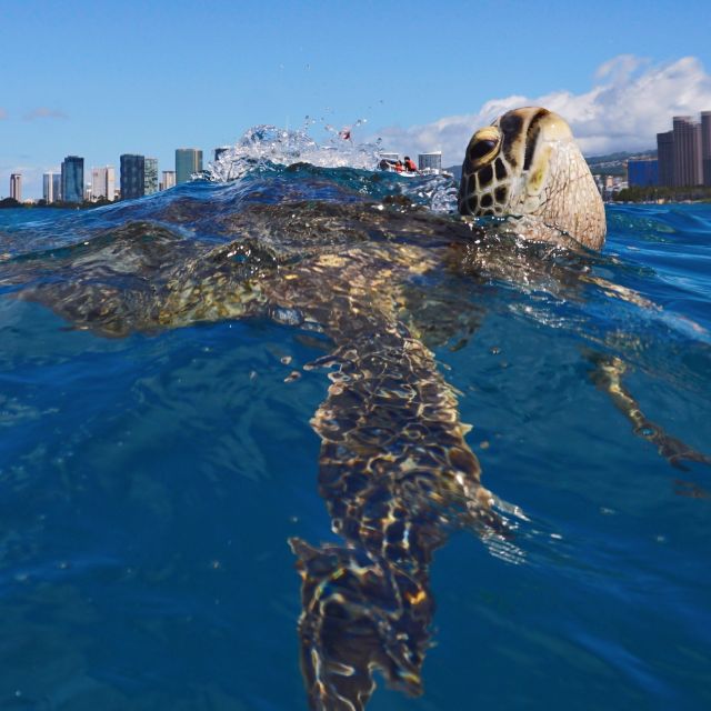 Oahu: Turtle Canyon Snorkeling Boat Tour - Who will enjoy this Honolulu snorkeling trip?
