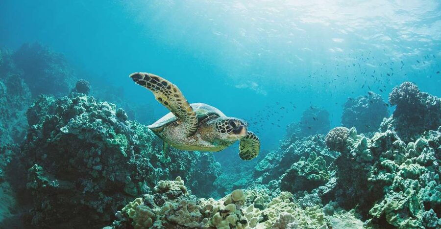 Oahu: Turtle Canyon Snorkeling Boat Tour - Practical tips for a better outing