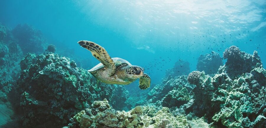 Oahu: Turtle Canyon Snorkeling Boat Tour - Getting fitted with snorkeling gear