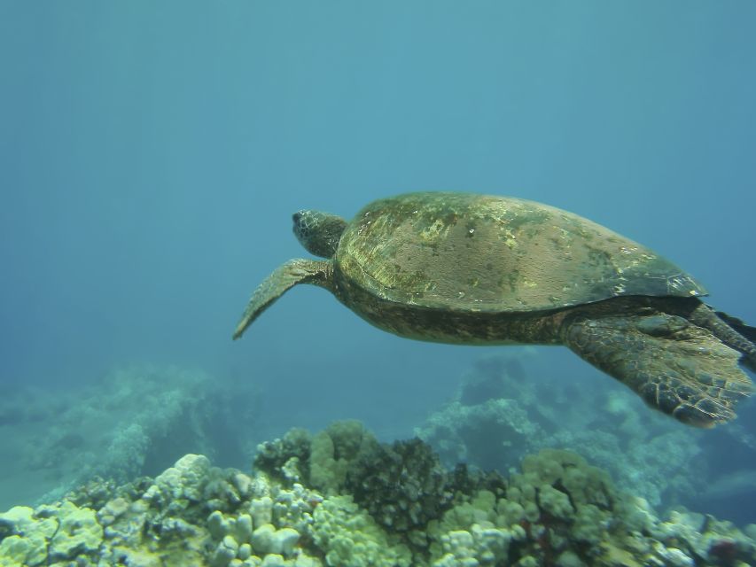 Oahu: Waikiki Turtle Snorkel Sail - FAQ
