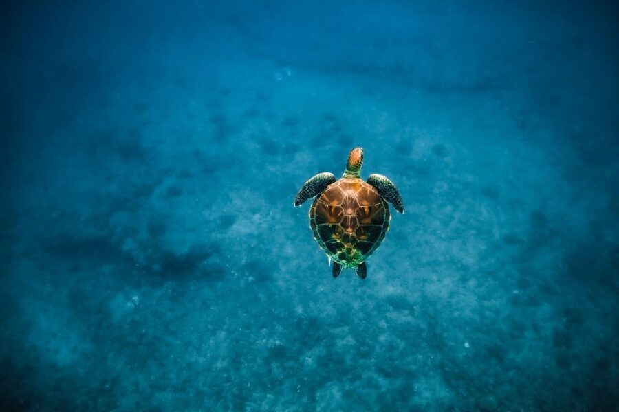 Oahu: Waikiki Turtle Snorkeling Adventure - FAQ