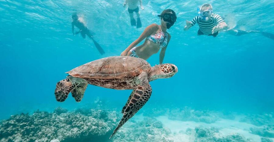Oahu: Waikiki Turtle Snorkeling Adventure - Meeting Waikiki’s honu in the water