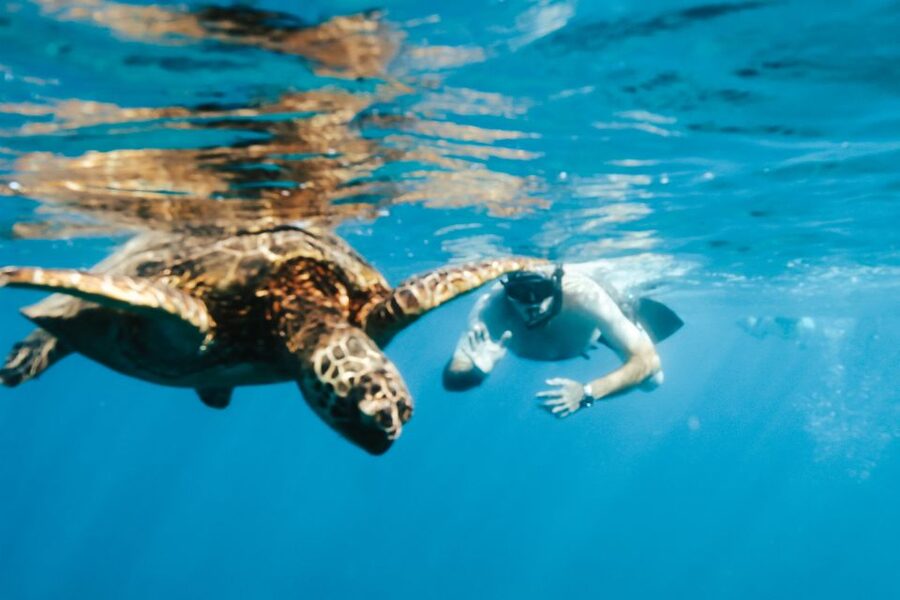 Oahu: Waikiki Turtle Snorkeling Adventure - The small extras that improve the boat ride