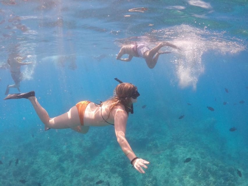 Oahu: Waikiki Turtle Snorkeling Adventure Cruise - Key points before you book