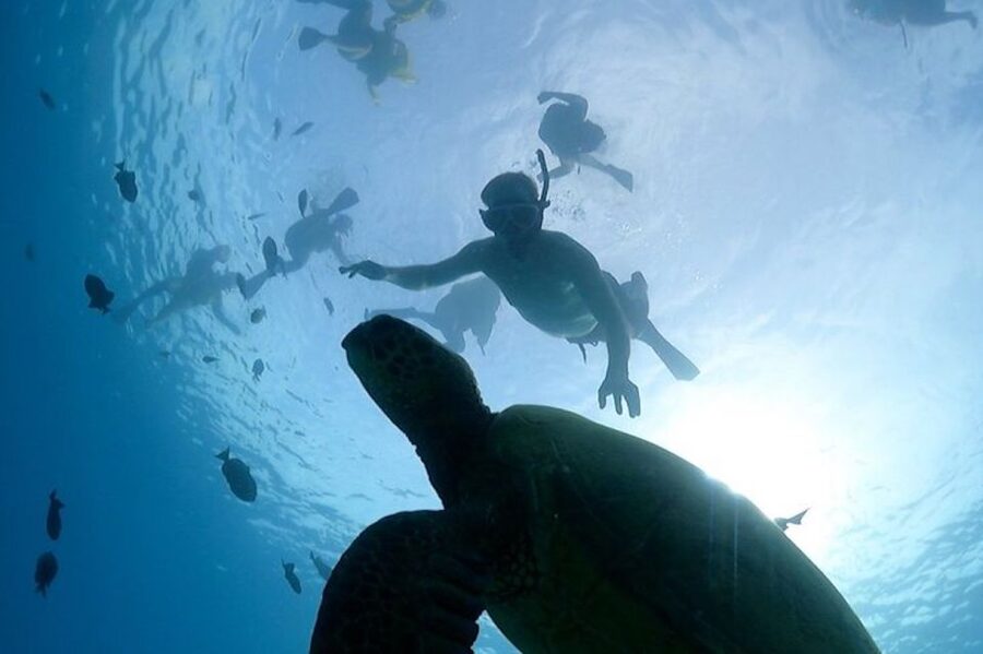 Oahu: Waikiki Turtle Snorkeling Adventure Cruise - How the crew shapes the experience