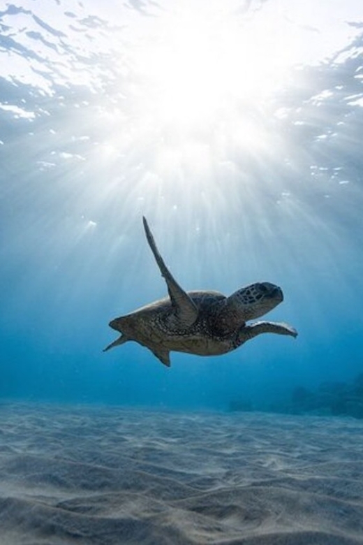 Oahu: Waikiki Turtle Snorkeling Adventure Cruise - Returning aboard with snacks and Waikiki views