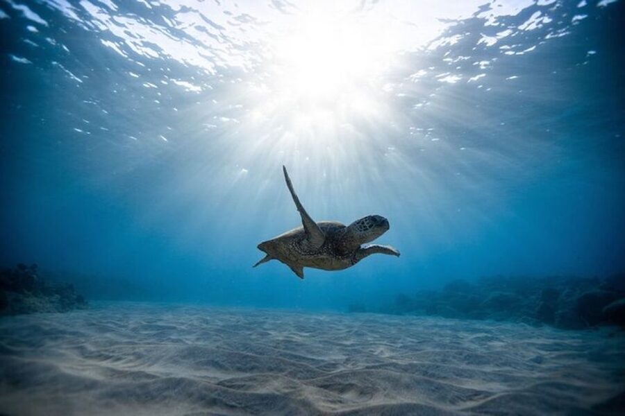 Oahu: Waikiki Turtle Snorkeling Adventure Cruise - FAQ