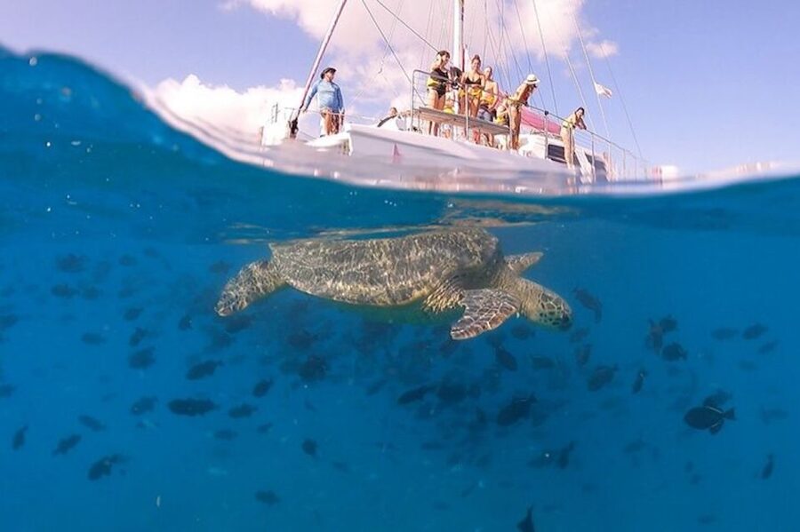 Oahu: Waikiki Turtle Snorkeling Adventure Cruise - A comfortable catamaran ride along Waikiki
