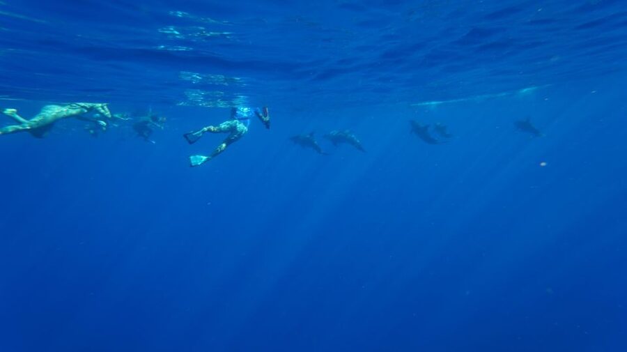 Oahu: Wild Dolphins Swim Turtle Snorkel Tour & Waterslide - Wild dolphins along Oahu’s Waianae Coast