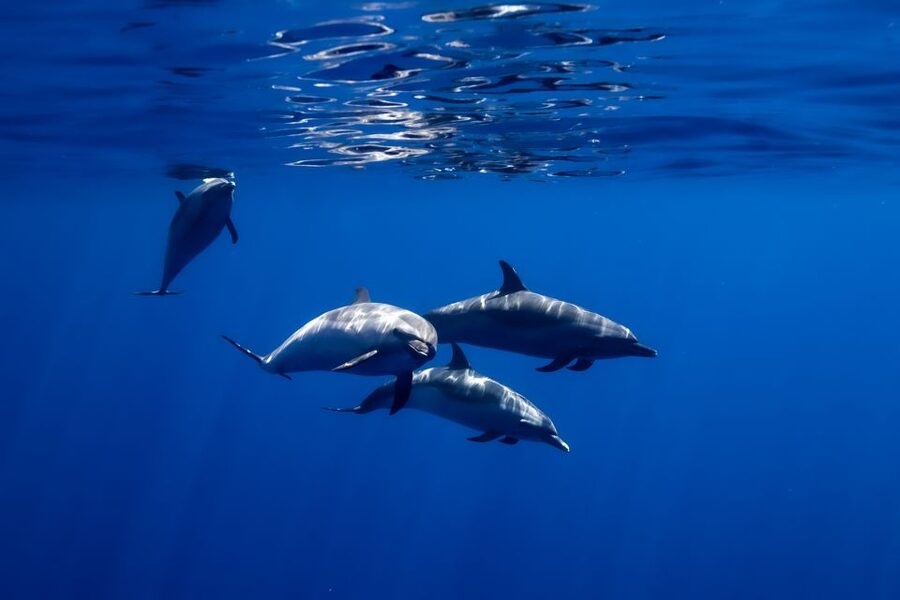 Oahu: Wild Dolphins Swim Turtle Snorkel Tour & Waterslide - A 21-foot waterslide and plenty of floating time