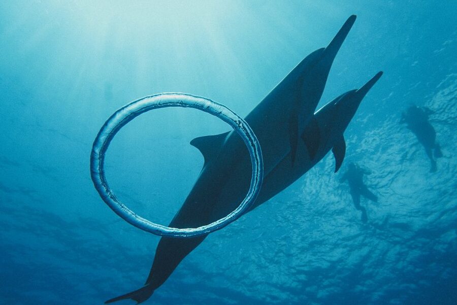 Oahu: Wild Dolphins Swim Turtle Snorkel Tour & Waterslide - Who will enjoy this boat trip most?