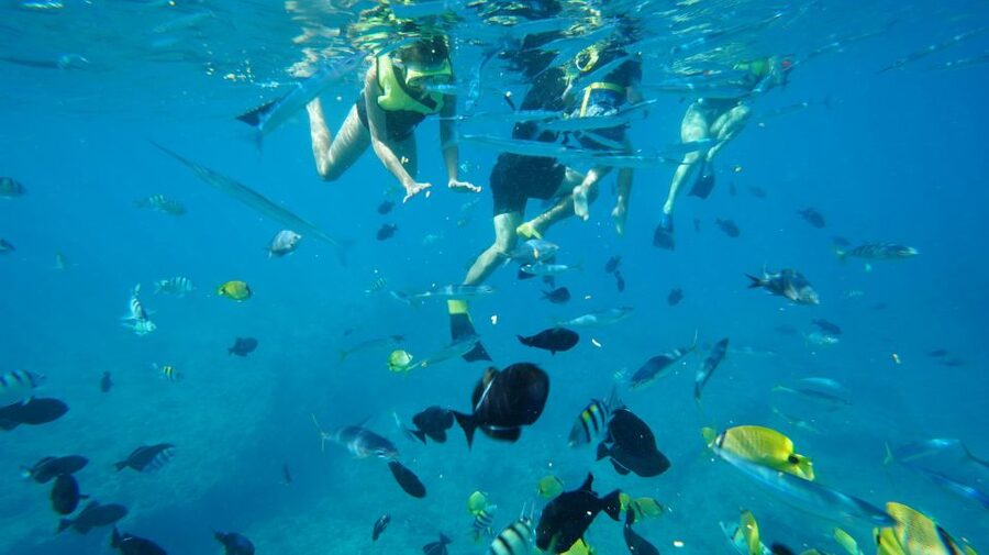 Oahu: Wild Dolphins Swim Turtle Snorkel Tour & Waterslide - Practical ways to make the morning better