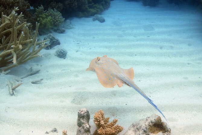 Ocean Spirit Sail to Michaelmas Cay Snorkel or Dive, from Cairns - Is $197.96 good value?