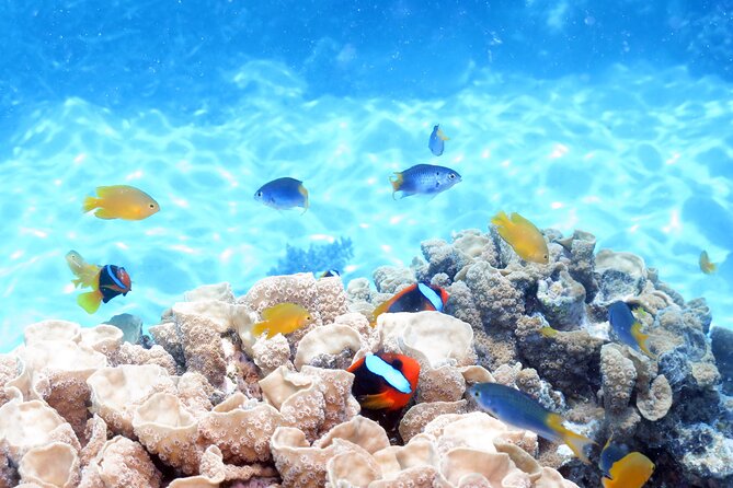 Ocean Spirit Sail to Michaelmas Cay Snorkel or Dive, from Cairns - Who should book this Michaelmas Cay trip?