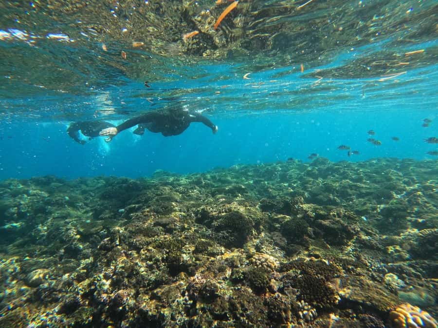 Okinawa: Blue Cave Private Snorkeling Tour with Guide - What the Blue Cave experience is really like
