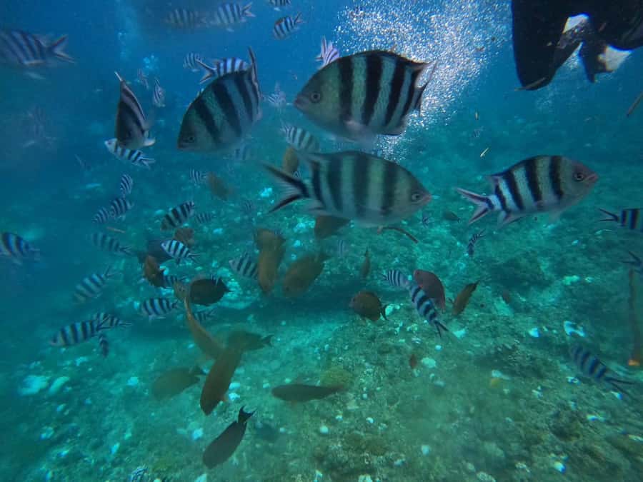 Okinawa: Blue Cave Private Snorkeling Tour with Guide - Swimming over Maeda Cape’s coral reefs