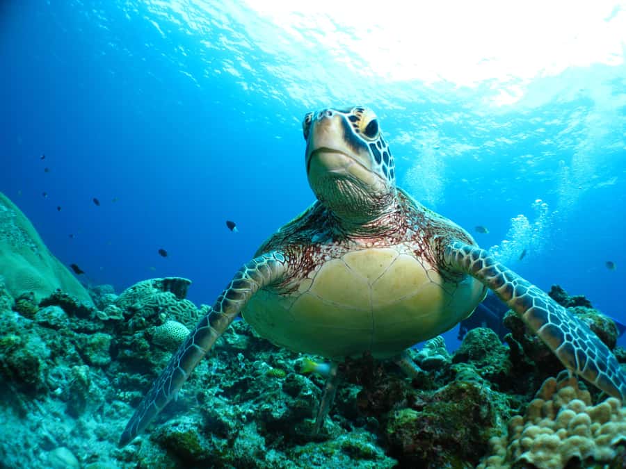 Okinawa: From Naha: Kerama Islands 1-day snorkeling tour - Is $81 a good price?