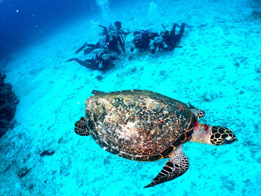 Okinawa: From Naha: Kerama Islands 1-day snorkeling tour - Who should book, and who should skip it?