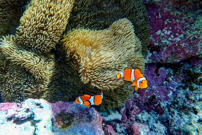 Okinawa Ishigaki Blue Cave Snorkeling Tour - Snorkeling over coral and fish-filled water