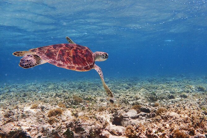 Okinawa Ishigaki Kabira Bay SUP or Canoe and Blue Cave Snorkeling - Guides, safety, and the level of effort
