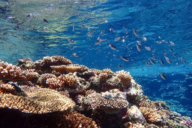 Okinawa Ishigaki Kabira Bay SUP or Canoe and Blue Cave Snorkeling - Who should book it