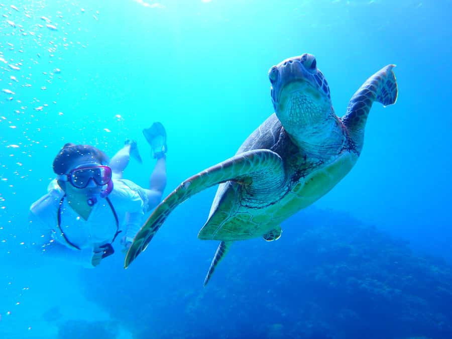 Okinawa : Kerama Whole Day Snorkeling Tour From Chatan/Naha - What the three snorkeling stops are like
