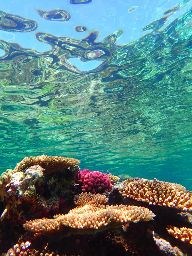 Okinawa : Kerama Whole Day Snorkeling Tour From Chatan/Naha - FAQ