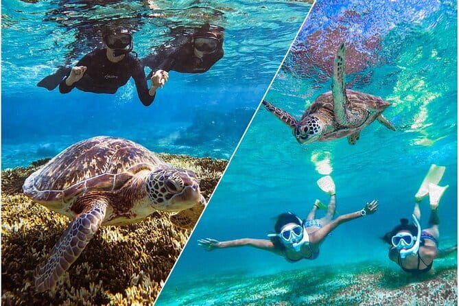Okinawa Miyako Sea turtle Snorkeling Free Pick up and Drop off - What the two-hour outing is really like