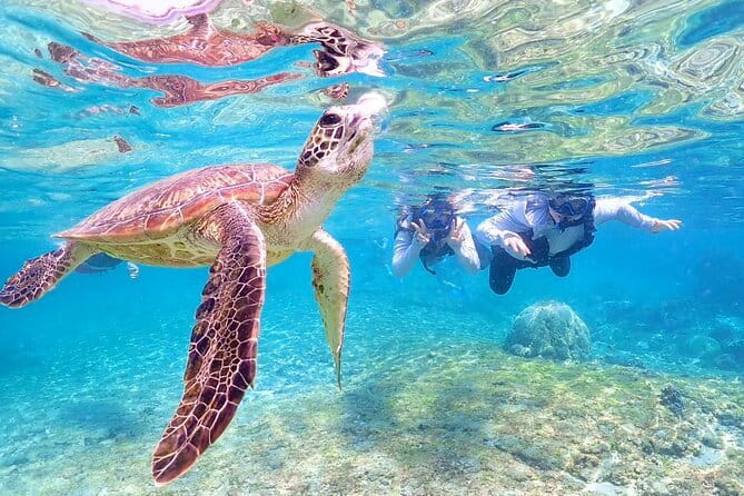 Okinawa Miyako Sea turtle Snorkeling Free Pick up and Drop off - How this compares with snorkeling on your own