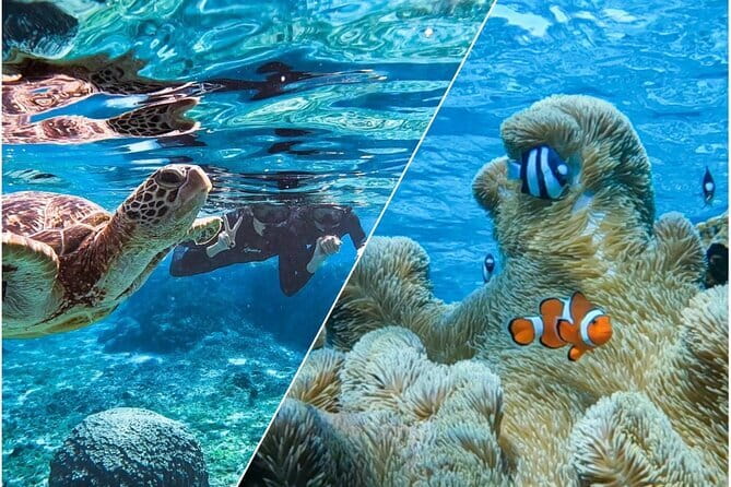 Okinawa Miyako Sea turtle Snorkeling Free Pick up and Drop off - Taku and the value of an English-speaking guide