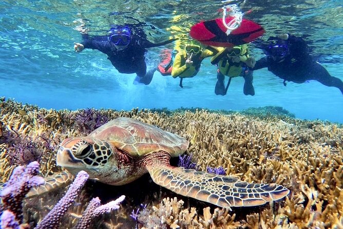 Okinawa Miyakojima 1 day Sea Turtle Snorkeling & Pumpkin Cave & Sea Kayak - Canoeing into Pumpkin Limestone Cave