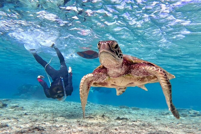 Okinawa Miyakojima 1 day Sea Turtle Snorkeling & Pumpkin Cave & Sea Kayak - Morning snorkeling and the search for turtles