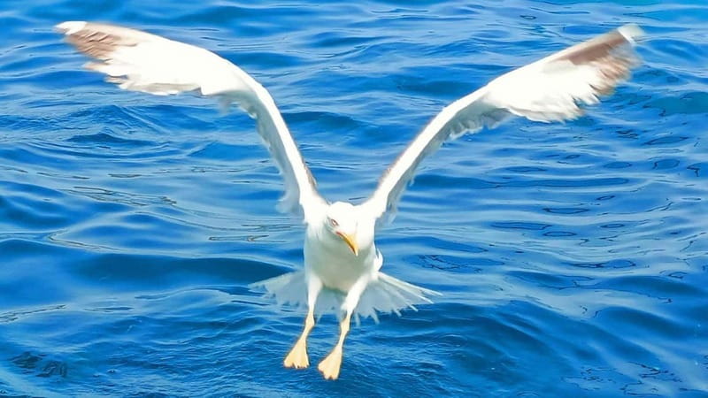 Olbia: Boat tour to watch Dolphins and snorkeling - Why the dolphins are only part of the story